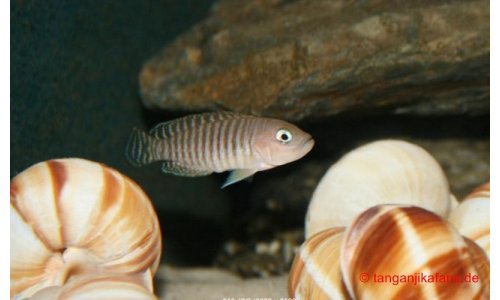 Neolamprologus multifasciatus